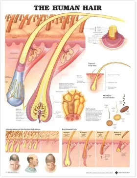 Acc 9781587791635 The Human Hair Anatomical Chart