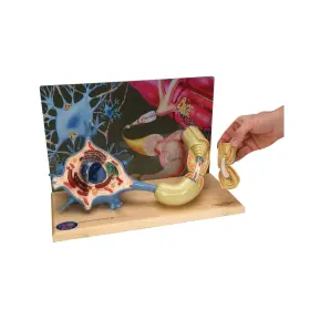 0167-00 Denoyer-geppert W42537 Motor Neuron Diorama Model 18 Inch Length X 11 Width