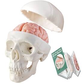 Generies 705644683656 2024 New Human Skull Model 3 Part With 2-part Brain Half Life Size Skul