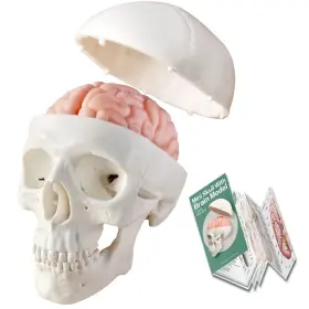 2-part Generies 705644683656 2024 New Human Skull Model 3 Part With Brain Half Life Size Skul