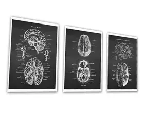 Chk3b456 Gnosis International Inc Picture Archive Neuroscience Art Set Of 3 Unframed Prints Human
