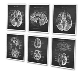 Gnosis International Inc Chk6a Picture Archive Neuroscience Art Set Of 6 Unframed Prints Human