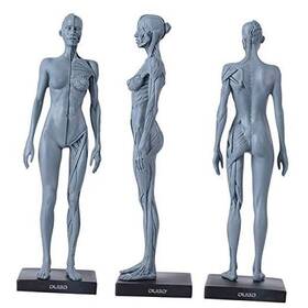 Oubo Ou-zjsj-0328 Dental New Female Anatomical Anatomy Skull Head Body Model Muscle Bone 30cm