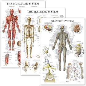Palace Learning 3pk-musc-skel-nerv 3 Pack - Muscle Skeleton Nervous System Anatomy Poster Set