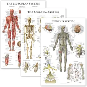 3pk-musc-skel-nerv Palace Learning 3 Pack - Muscle Skeleton Nervous System Anatomy Poster Set