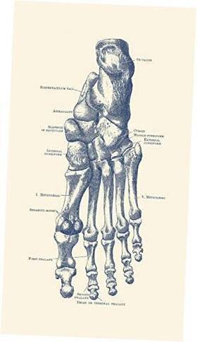 Posterazzi Pstjpa700018h Vintage Anatomy Human Left Foot With Each Bone