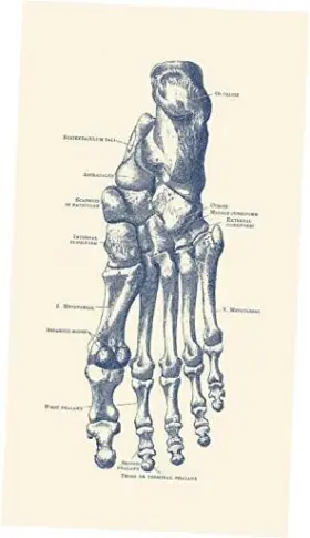 Pstjpa700018h Posterazzi Vintage Anatomy Human Left Foot With Each Bone