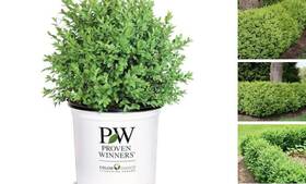 Proven Winner 093474181603 1g North Star Boxwood Shrub