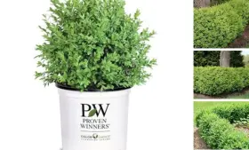 Proven Winner 093474181603 1g North Star Boxwood Shrub