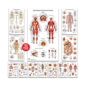 The Art Of Science 860006904272 12 Human Anatomy Posters Medical Circulatory Skeletal Male Female