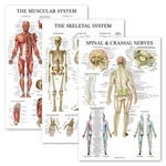 Palace Learning 3 Pack - Muscle + Skeleton Spinal 18" X 24", Laminated New. Price: $23.86.