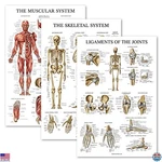 Palace Learning Anatomy Poster Set - 3 Pack Muscle, Skeleton & Joint Charts New. Price: $38.99.