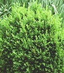 North Star Boxwood - Buxus Superb Winter Color Proven Winners 4" Pot. Price: $18.99.