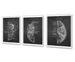 Anatomy Cranium Set Of 3 Unframed Art Prints Medical Clinic Decor New. Price: $24.00.