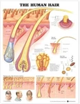 The Human Hair Anatomical Chart (poster) (uk Import) Brand. Price: $25.32.