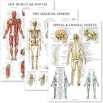 Palace Learning 3 Pack - Muscle + Skeleton Spinal Nerves Anatomy Poster... New. Price: $22.82.